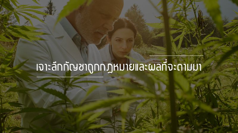 scientist study marijuana